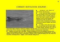 Prezentációk 'Fauna of Australia', 60.                