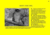 Prezentációk 'Fauna of Australia', 63.                