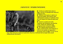 Prezentációk 'Fauna of Australia', 64.                