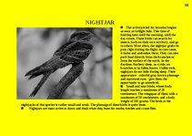 Prezentációk 'Fauna of Australia', 65.                