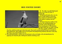 Prezentációk 'Fauna of Australia', 69.                