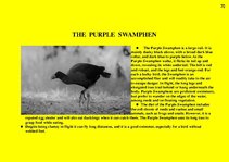 Prezentációk 'Fauna of Australia', 70.                