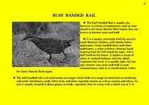 Prezentációk 'Fauna of Australia', 71.                