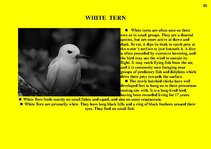 Prezentációk 'Fauna of Australia', 80.                