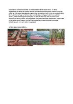 Esszék 'Vörösiszap katasztrófa beadandó', 9.                