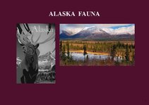 Prezentációk 'Alaska Fauna', 1.                