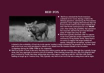 Prezentációk 'Alaska Fauna', 3.                