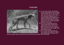 Prezentációk 'Alaska Fauna', 4.                