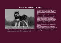 Prezentációk 'Alaska Fauna', 6.                