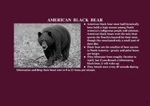 Prezentációk 'Alaska Fauna', 7.                