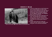 Prezentációk 'Alaska Fauna', 8.                