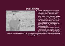 Prezentációk 'Alaska Fauna', 10.                