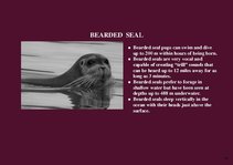 Prezentációk 'Alaska Fauna', 11.                