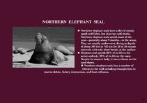 Prezentációk 'Alaska Fauna', 12.                