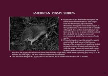 Prezentációk 'Alaska Fauna', 14.                