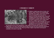 Prezentációk 'Alaska Fauna', 15.                