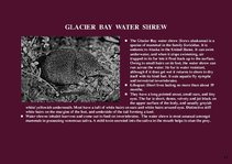 Prezentációk 'Alaska Fauna', 17.                