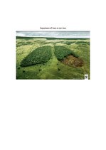Kutatási anyagok 'Importance of Trees Today', 1.                