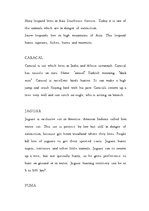 Kutatási anyagok 'Cats (Big and Wild)', 3.                