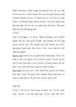 Kutatási anyagok 'Cats (Big and Wild)', 4.                