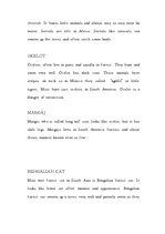 Kutatási anyagok 'Cats (Big and Wild)', 5.                