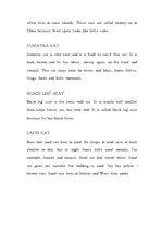 Kutatási anyagok 'Cats (Big and Wild)', 6.                