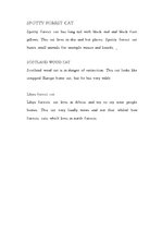 Kutatási anyagok 'Cats (Big and Wild)', 7.                