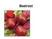 Prezentációk 'Beetroot', 1.                