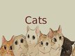 Prezentációk 'Cats', 1.                