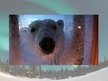 Prezentációk 'Polar Bears', 6.                