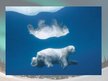Prezentációk 'Polar Bears', 7.                
