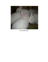 Kutatási anyagok 'Rabbit Farming', 8.                