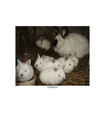 Kutatási anyagok 'Rabbit Farming', 10.                