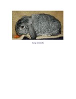 Kutatási anyagok 'Rabbit Farming', 11.                