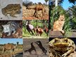 Prezentációk 'Animals in Australia', 11.                