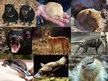 Prezentációk 'Animals in Australia', 12.                