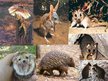 Prezentációk 'Animals in Australia', 13.                