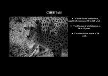 Prezentációk 'Fauna of Africa', 15.                