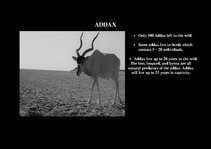 Prezentációk 'Fauna of Africa', 16.                