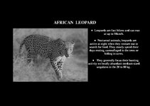 Prezentációk 'Fauna of Africa', 46.                