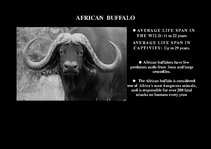 Prezentációk 'Fauna of Africa', 63.                