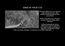 Prezentációk 'Fauna of Africa', 88.                