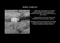 Prezentációk 'Fauna of Africa', 93.                