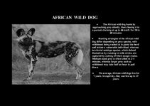 Prezentációk 'Fauna of Africa', 143.                