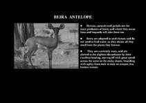 Prezentációk 'Fauna of Africa', 180.                