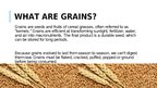 Prezentációk 'Organic Grains', 2.                