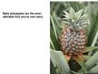 Prezentációk 'Pineapple', 10.                