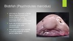Prezentációk 'Blobfish - a világ legrondább hala', 2.                