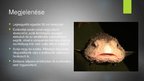 Prezentációk 'Blobfish - a világ legrondább hala', 4.                