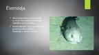 Prezentációk 'Blobfish - a világ legrondább hala', 5.                